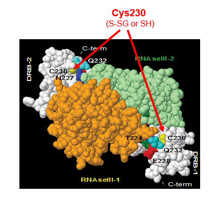 Cys230